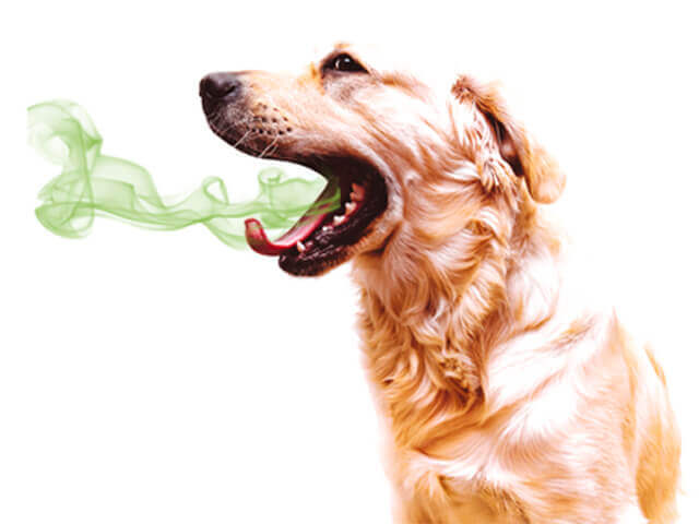 dog breath bad odor