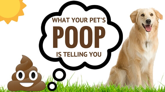 Get The Scoop What Your Pet S Is, Why Are My Dog S Stools Small And Hard