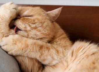 The Importance of Licking and Sniffing for Cats